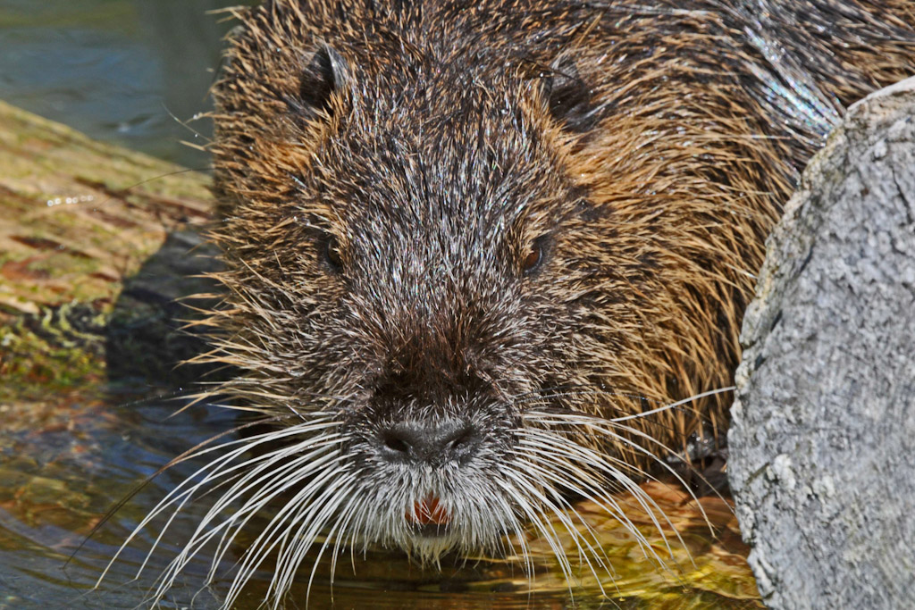 Reichert C Nutria